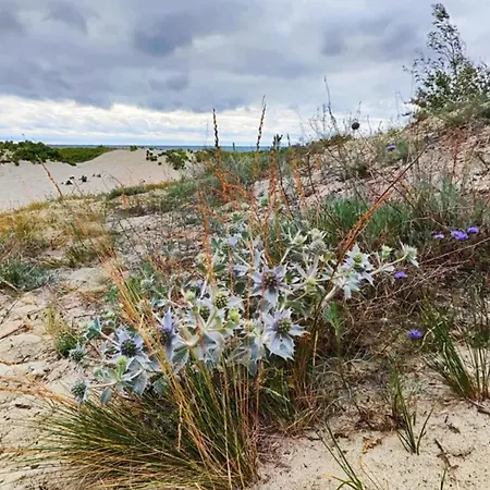 Bursztynowy 2 Pokojowy Z Ogrodzonym Tarasem Przy Nadmorskim Lesie * Jantar
