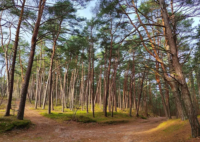 Apartament Bursztynowy 2 Pokojowy Z Ogrodzonym Tarasem Przy Nadmorskim Lesie